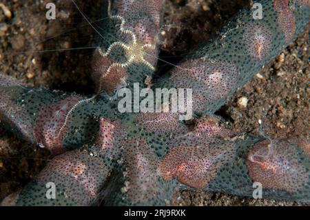 Comb Jellies, Coeloplana sp, und Brittle Star, Ophiothrix sp, auf Luzon Sea Star, Echinaster luzonicus, Bulakan Tauchplatz, Seraya, Karangasem, Bali, In Stockfoto