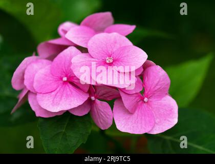 Im Sommer blühende dunkelrosa Hortensie. Blühende Rosenblüten im Garten des Landhauses mit unscharfem Hintergrund. Gartenkonzept. Selektiver Fokus. Stockfoto
