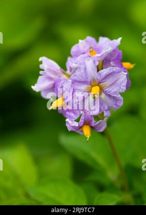 Kartoffeln aus biologischem Anbau mit violetter Blüte. Bio-Gemüseblumen blühen im Garten. Selektiver Fokus. Stockfoto