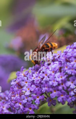 Hornet imitiert Hoverfly (Volucella zonaria) und ernährt sich von Buddleia-Blüten Stockfoto