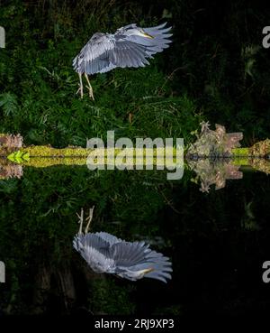 Nachts aufgenommen, grau. Grauer Reiher im Flug mit ausgebreiteten Flügeln. Sie kommt an einem Pool an und spiegelt sich im Wasser wider Stockfoto