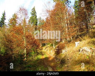 Laubwald mit Herbstblättern und Sonnenlicht auf dem Boden in Slowenien Stockfoto