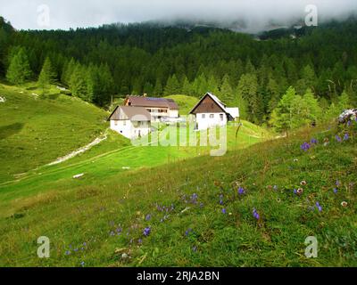 Berghütte in Lipanca oberhalb von Pokljuka in den Julischen alpen, Slowenien, beleuchtet von Sonnenlicht und Lärchenwald dahinter und blaue Glockenblumen auf der Wiese davor Stockfoto