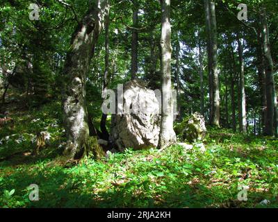 Großer, von Sonnenlicht erleuchteter Felsen in einem gemäßigten, Laub- und Laubbuchenwald mit Sonnenlicht auf der krautigen Vegetation Sloweniens Stockfoto