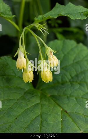 Blühendes Symphytum tuberosum im Wald, Frühling-Frühsommer, natürliche Umgebung. Heilpflanze. Stockfoto