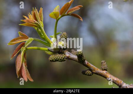 Walnusszweig im Frühling, Walnussbaum Blätter und Katzen schließen sich. Walnussbäume blühen, junge Blätter des Baumes im Frühling, Natur im Freien. Stockfoto