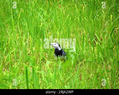 Weiß-schwarz-weiße Bachstelze (Motacilla alba) kleiner Singvogel auf Grasland Stockfoto