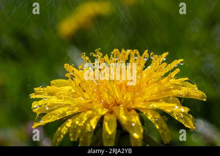 Leuchtengelbe Blumen mit Regentropfen. Stockfoto