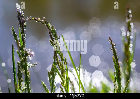 Frische grüne Gras mit Tautropfen hautnah. Wasser driops auf das frische Gras nach regen. Licht Morgentau auf dem grünen Rasen. Stockfoto