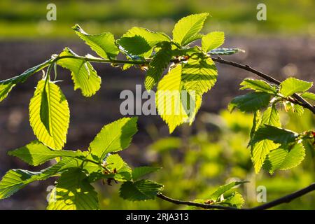 Hornbalkenblätter in der Sonne. Hhornholzzweig mit frischen grünen Blättern. Wunderschöner grüner natürlicher Hintergrund. Frühlingsblätter. Stockfoto