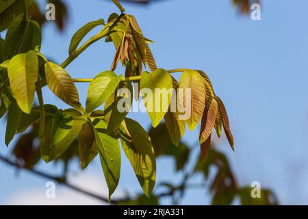 Walnusszweig im Frühling, Walnussbaum Blätter und Katzen schließen sich. Walnussbäume blühen, junge Blätter des Baumes im Frühling, Natur im Freien. Stockfoto