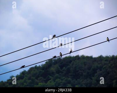 Vögel auf Stromleitungen hocken Stockfoto