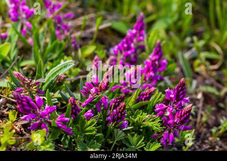 Polygala vulgaris, auch bekannt als gewöhnliches Milchkraut, ist eine mehrjährige krautige Pflanze der Familie der Polygalaceae. Polygala vulgaris subsp. Oxyptera, Polyga Stockfoto