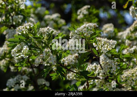 Nahaufnahme eines Zweigs von midland-Weissdorn oder Crataegus laevigata mit einem verschwommenen Hintergrund, der im Garten von Kräutern und Heilpflanzen fotografiert wurde. Stockfoto