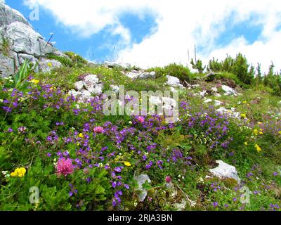 Farbenfroher alpiner Wildgarten in Felsen mit gelben violetten und rosa Blumen inkl. Steinthymian (Acinos alpinus) und Rotklee (Trifolium pratense) mit Klo Stockfoto