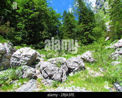 Große Felsbrocken oder Gletschererratiken stehen vor niedriger Buschvegetation und im Sommer in den Julischen alpen (Sloveni) im Hinterland ein meist breitblättriger Wald Stockfoto