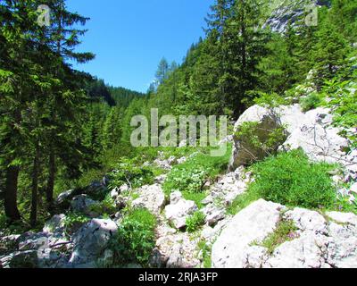 Der Weg führt vorbei an einer alpinen Landschaft mit großen Felsen und umgeben von Fichten- und Lärchenwäldern in den Julischen alpen und dem Triglav-Nationalpark in Slowenien Stockfoto