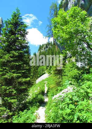 Der Weg führt vorbei an einer alpinen Landschaft mit einer Felsenwand und umgeben von Fichtenwäldern in den Julischen alpen und dem Triglav-Nationalpark, Slowenien Stockfoto