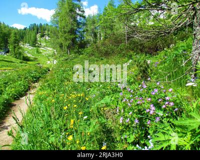 Pfad, der an einem Lärchenwald und einer Almwiese mit gelbem Schmetterling und violettem Kranichschnabel, Waldgeranie (Geranium sylvaticum) vorbeiführt Stockfoto