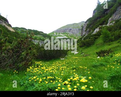 Alpines Tal mit Wiesen und Mugo-Kiefern und Berggipfeln und gelben Globeflower (Trollius europaeus) Blumen in den Julischen alpen und Triglav National p Stockfoto