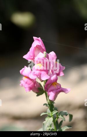 Snapdrachenblüten (Antirrhinum majus) in rosa Farbe : (Pixel Sanjiv Shukla) Stockfoto