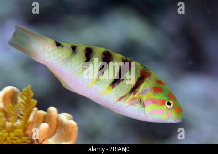 Sixbar Wrasse, Thalassoma hardwicke, Dewara Wall Tauchplatz, Dewara Island, in der Nähe von Tanimbar, Forgotten Islands, Banda Sea, Indonesien Stockfoto