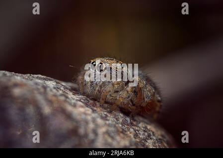 Juvenile Pfauenspinne, Maratus mungaich vor der letzten Trauer in seine Zuchtfarben. Stockfoto