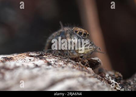 Juvenile Pfauenspinne, Maratus mungaich vor der letzten Trauer in seine Zuchtfarben. Stockfoto