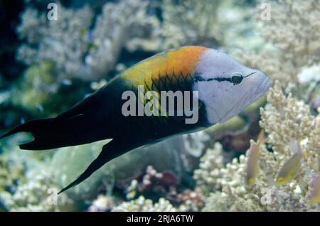 Slingjaw Wrasse, Epibulus Insidiator, Dewara Wall Tauchplatz, Dewara Island, in der Nähe von Tanimbar, Forgotten Islands, Banda Sea, Indonesien Stockfoto