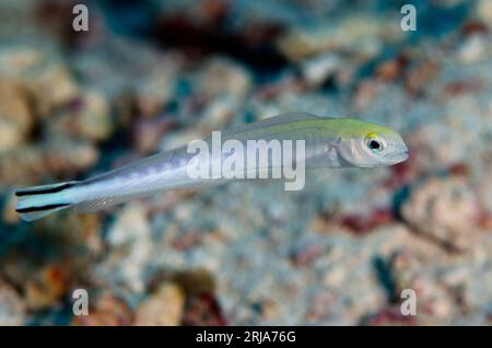 Flagtail Blanquillo, Malacanthus brevistoris, Tauchplatz Tanjung Selu, Insel Selu, in der Nähe von Tanimbar, Forgotten Islands, Banda Sea, Indonesien Stockfoto