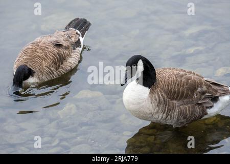 Graugans schwimmen auf dem See Stockfoto