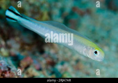 Flagtail Blanquillo, Malacanthus brevistoris, Tauchplatz Tanjung Selu, Insel Selu, in der Nähe von Tanimbar, Forgotten Islands, Banda Sea, Indonesien Stockfoto