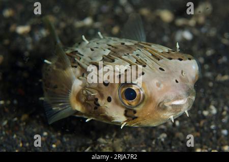 Gelbfleckenburrfish, Cyclichthys Spilostylus, Nachttauchgang, TK1-Tauchplatz, Lembeh-Straße, Sulawesi, Indonesien Stockfoto