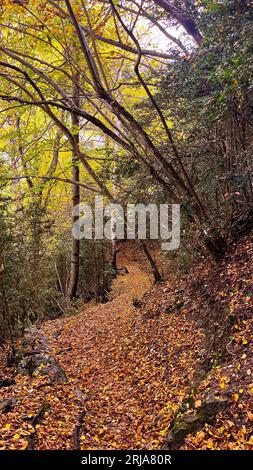 Landschaft in den Pyrenäen im Canillo-Gebiet in Andorra im Herbst Stockfoto