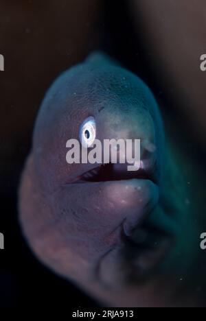 Weißäugiger Moray-Aal, Gymnothorax thyrsoideus, TK2-Tauchplatz, Lembeh-Straße, Sulawesi, Indonesien Stockfoto