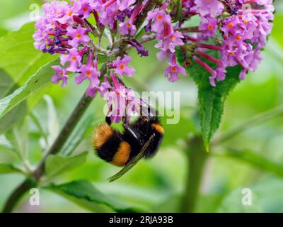 Hummel hängt kopfüber auf einer Buddleia-Blume und sammelt Nektar Stockfoto