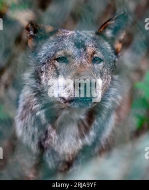 Jihlava, Tschechische Republik. August 2023. Neuer iberischer Wolf (Canis lupus signatus) im ZOO Jihlava, Tschechische Republik, 22. August 2023. Quelle: Lubos Pavlicek/CTK Photo/Alamy Live News Stockfoto