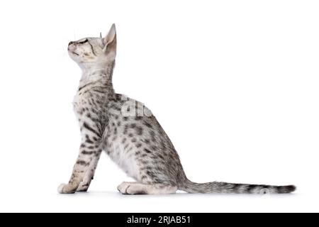 Das süße, silberne, gefleckte Savannah-Katzenkätzchen sitzt oben. Blick auf die Seite mit Profil und Patttern. Isoliert auf weißem Hintergrund. Stockfoto