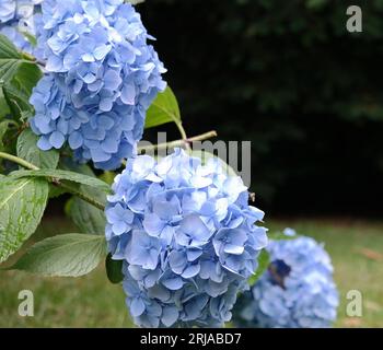 A couple of blue flower heads from the Hydrangea plant. Richly blooming flower, made in daylight with sunlight. Detailed photo of an ornamental plant. Stock Photo
