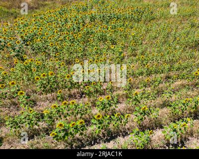 Biologisches Sonnenblumenfeld vor sonnigem und blauem Himmel Stockfoto