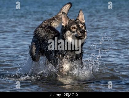 Deutscher Schäferhund, sibirischer Husky-Mix, der in einem blauen See läuft und Wasser spritzt Stockfoto