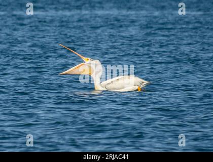 Weißer Pelikan, der den Fisch aus dem See mit weit offenen Schnäbeln schluckt. Blaues Wasser. Stockfoto