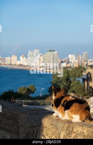 Seitenansicht der entzückenden, flauschigen braunen, schwarz-weißen Katze, die an der Steingrenze in der Nähe des Meeres gegen den wolkenlosen blauen Himmel in Haifa sitzt Stockfoto