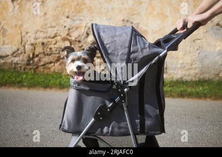 Haustierbesitzer während des Spaziergangs mit Hund im Kinderwagen. Glücklicher verwöhnter Terrier. Stockfoto
