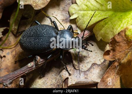 CaraBus coriaceus ist eine in Europa weit verbreitete Käferart, die vor allem in Laubwäldern und Mischwäldern zu finden ist. Nahaufnahme. Stockfoto