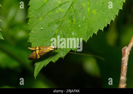 Nahaufnahme eines langbeinigen Schmetterlings, Nemophora degeerella. Grünes Blatt. Stockfoto