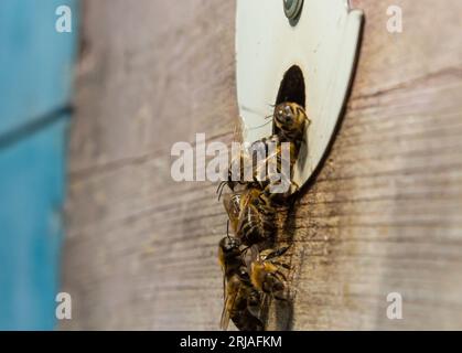 Nahaufnahme fliegender Bienen. Holzbienenstock und Bienen. Jede Menge Bienen am Eingang des alten Bienenstocks in der Bienenkammer. Arbeitende Bienen auf der Planke. Rahmen eines Bienenstocks. Stockfoto
