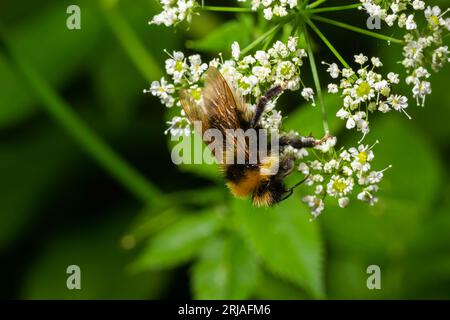 Eine Makroaufnahme einer Hummel, die Pollen einer Chaerophyllum-Blume sammelt. Stockfoto