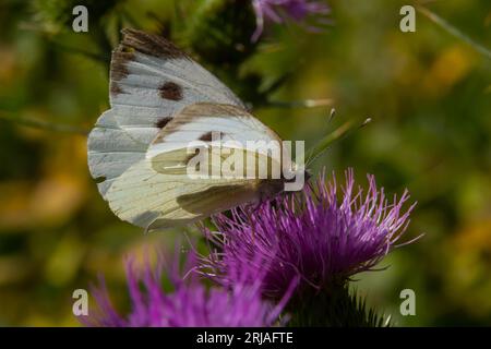 Weibliche europäische große Kohlblüte Weißer Schmetterling Pieris brassicae, die sich von einer Distelblume ernährt. Stockfoto