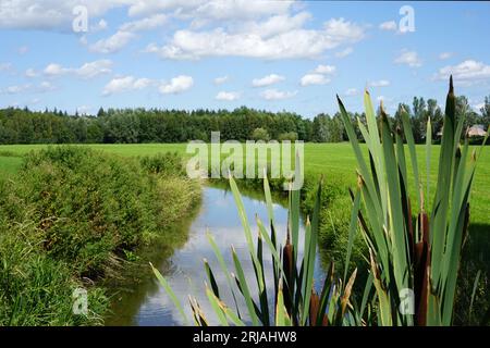 Die Typha latifolia oder Laubkattail mit einem Bach dahinter. Dieser Bach ist der „Lunterse Beek“ in der Nähe des Dorfes Renswoude in den Niederlanden. Stockfoto